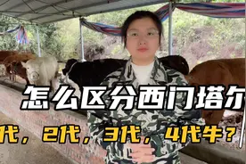 怎么区分西门塔尔一代二代三代四代牛？视频封面