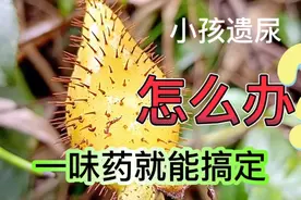 小孩子遗尿怎么办？一味中草药就能搞定视频封面