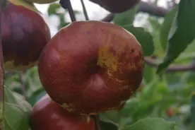 蟠枣树苗四代冬枣树苗视频封面