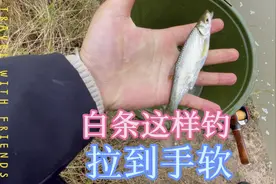 微物路亚，双倍快乐，白条这样钓，拉到手软！#路亚#微物#拟饵。视频封面