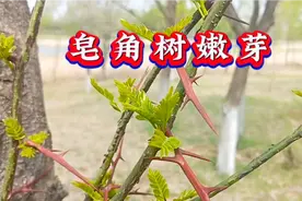 皂角树的嫩芽为啥那么贵，吃了或是制成茶对身体有啥好处，快看看视频封面