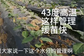 高温时间移栽蔬菜：做好这几点，快速培养双层根系，抗病产量高视频封面