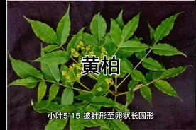 芸香科—黄柏。盐黄柏滋阴降火。用于阴虚火旺，盗汗骨蒸。视频封面