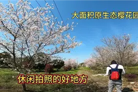 杭州周边有个樱花园，现在正是盛开期，很快就会是个网红打卡地视频封面