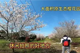 杭州周边有个樱花园，现在正是盛开期，很快就会是个网红打卡地视频封面