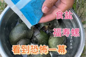 给入侵物种福寿螺撒盐后，寄生虫跑了出来！看到恐怖的一幕视频封面