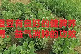 蚕豆有良好的健脾养胃，益气消肿的功效视频封面