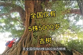 全国仅有5株5000岁古树视频封面