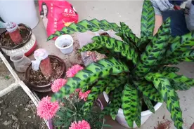 租客，捡来一个花盆，回来给花换盆。视频封面