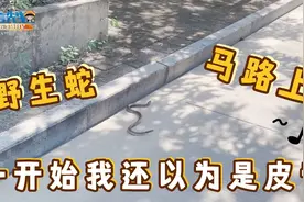 台湾打工仔：今天拜访东莞台商学校的路上，竟然看到一条蛇!?吉兆视频封面