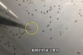 金鱼孵化鱼卵的管理，怎么识别坏卵以及剔除坏的鱼卵，提高孵化率视频封面