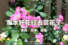 惠水好花红去赏花，蔷薇、月季、玫瑰正当时。视频封面