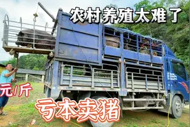 又亏本卖猪了，辛苦养猪一年没工钱还倒贴，养殖太难了不如打工视频封面