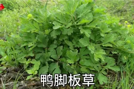 不常见的“鸭脚板草”，全株是有毒植物，您的家乡怎样称呼它？视频封面