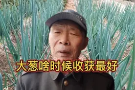 大葱啥时候收获最好？收获过早过晚都减产，小雪收葱，不收就空。视频封面