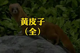 中国民间故事《黄皮子》全集视频封面