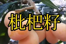 枇杷籽