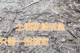 不管土壤多板结，教你一招？立马疏松又透气，赶紧看看吧视频封面