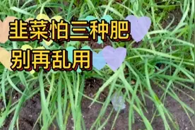给韭菜施肥要注意，三种肥料不要用，否则烂根还没有韭菜味视频封面