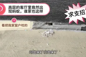 求支招？高层客厅里出现蚂蚁，谁家也这样？这么高蚂蚁咋来的呢？视频封面