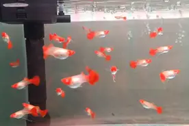 菜市场随处可见的东西，却特别适合养殖小鱼，成本低成活率却高视频封面