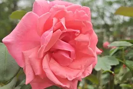 多色玫瑰🌹，一棵树开出多种颜色的花朵。美了美了美了!视频封面