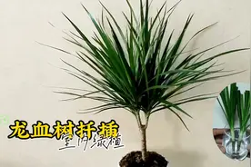 龙血树，很有型的室内植物，怎么繁殖？视频封面