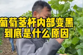 葡萄茎杆内部变黑到底是什么原因