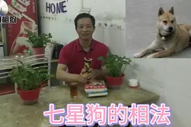 七星狗有多少种相法？怎挑选其中的狗王！？相狗师告诉你详情！视频封面