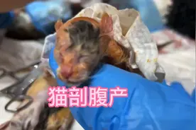 🐱猫剖腹产成功完成
破羊水36小时   抢救一只 
顽强的生命力视频封面