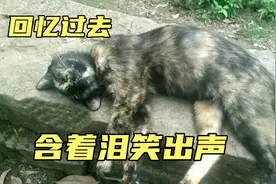 我每天都很累但也要给大家带来些开心温馨的画面 回忆最初的美好视频封面