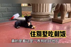 被领养的流浪狗住着大别墅却吃剩饭，承诺对狗狗好却拒绝喂狗粮！视频封面