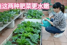 楼顶种菜不施化肥，施这两种肥水，青菜长得更水嫩视频封面