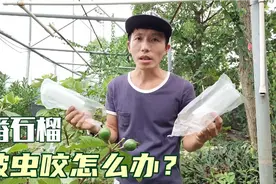 番石榴每到收获都被虫吃？不喷药套袋就能解决，什么时候套有讲究视频封面