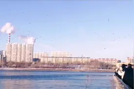 吉林市这里出现罕见一幕，不知什么原因瞬间数万只野鸭子同时惊飞视频封面