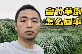 湖南常德农村，遭遇8级狂风暴雨，皇竹草全部倒伏损失惨重视频封面