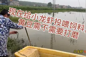 为什么说现在给小龙虾投喂黄豆，最好不要打磨？视频封面