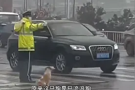 陪交警执勤站岗的流浪狗，要被转正了视频封面