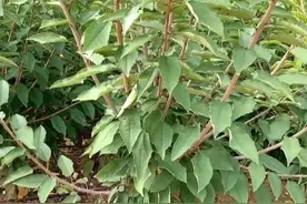 大樱桃最甜品种冰糖樱介绍视频封面