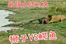 最强水陆对决，狮子和鳄鱼争抢猎物，互不相让视频封面