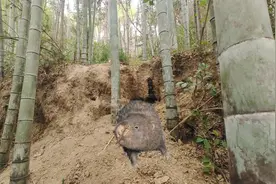户外实拍，竹鼠泛滥，就在屋边田边挖洞，身体都被掏空了视频封面