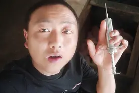 如何正确给猪打针，让猪不痛不跑，俗话说:方位不对，打针很累