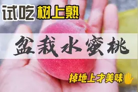 楼顶水蜜桃成熟了，从地上捡起到嗦进嘴只要1分钟，爆汁又甜蜜视频封面