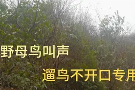 野外母画眉鸟求偶叫声，遛鸟不开口专用，效果比家养母鸟好视频封面