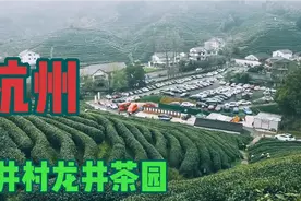 真的龙井茶是什么样？杭州凤凰岭龙井村龙井茶园视频封面