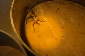 两只老蟋蟀打斗，谁都不服谁，有一只前腿残缺，照样打得很凶猛视频封面