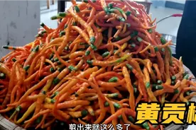 湖南衡东特有黄贡椒，妈妈菜园一次摘回十斤，剁辣椒盛宴再次开启视频封面