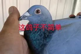 中午买来两只天落鸽，回家一查环号，这鸽主真是太厉害了！视频封面