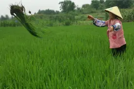 水稻穗抽齐了，这时候打药效果最好视频封面