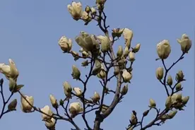 今天是“春分”，白天和黑夜谁更长？听听老李头怎么说视频封面